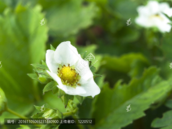 草莓之花