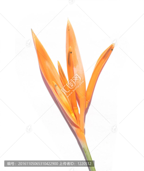 熱帶heliconium陽光隔離
