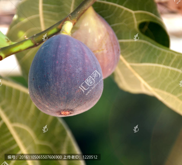 枝上的無花果