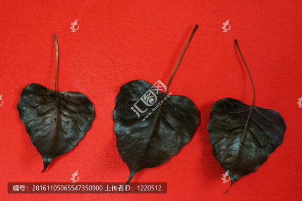 紅墻上的黑色葉子