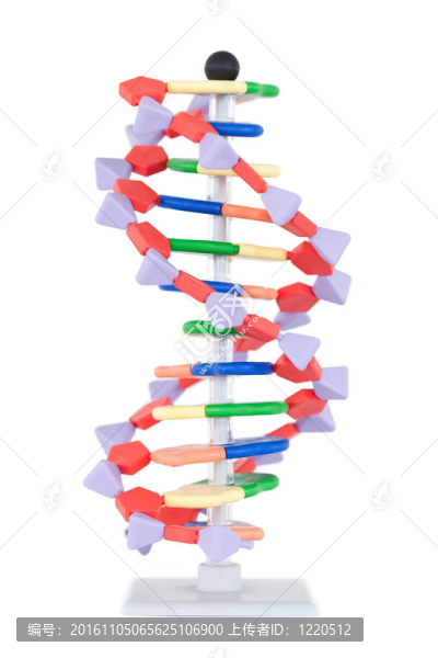 粉紅和紅色DNA