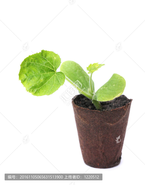 西葫蘆的植物