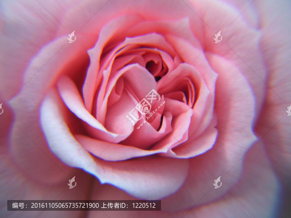 Pink,Rose