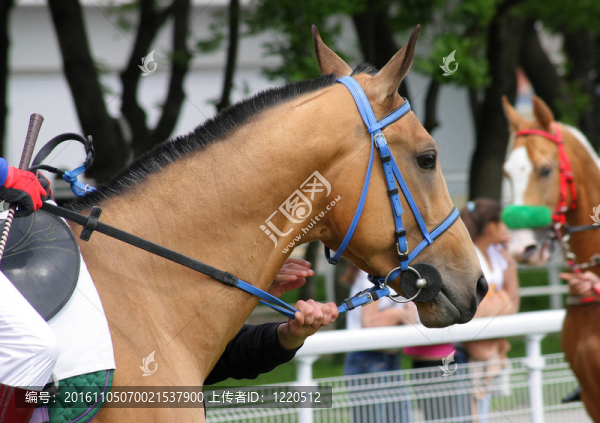 Akhal,teke,horse。