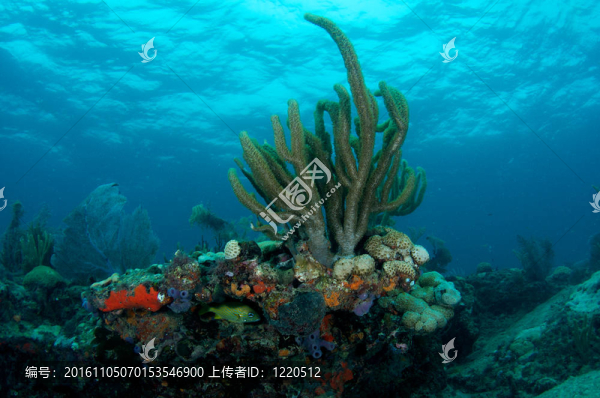 Gorgonian在礁石上臺(tái)階；在佛羅里達(dá)州東南部采取圖片。