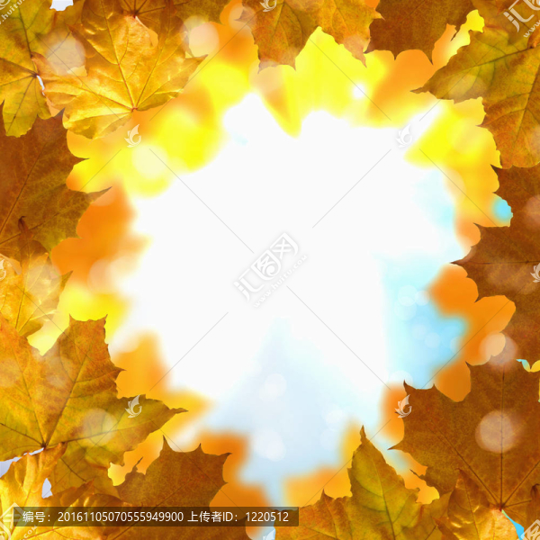 紅色和黃色的葉子