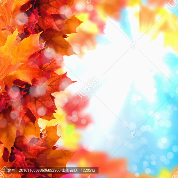 紅色和黃色的葉子