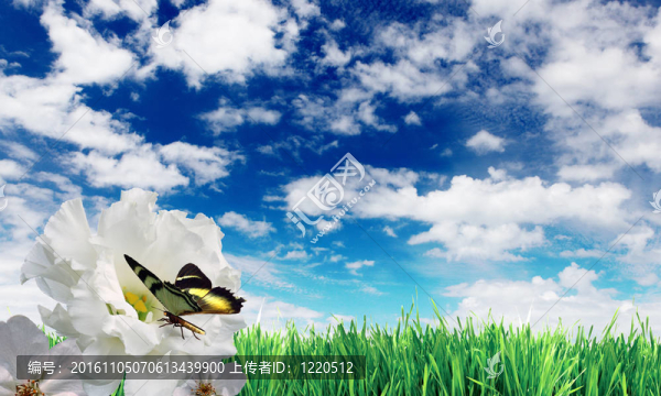 美麗的花朵，藍色的天空