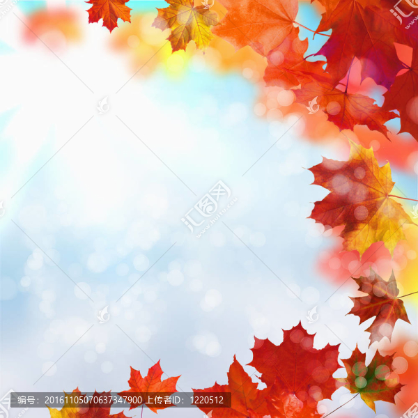 紅色和黃色的葉子
