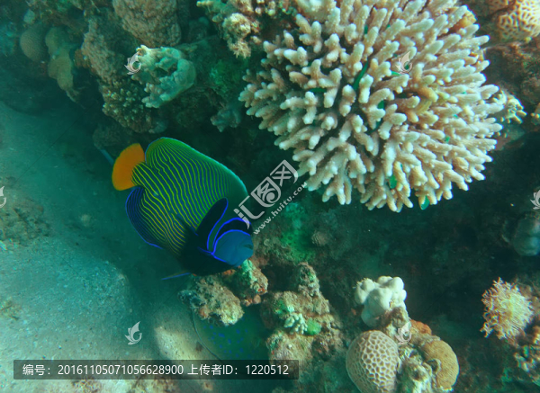 皇帝神仙魚