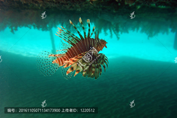 紅獅子魚