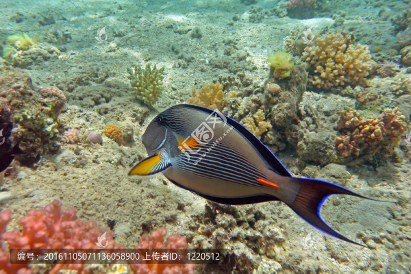 在紅海的珊瑚礁Sohal,surgeonfish