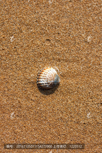 海灘上的貝殼