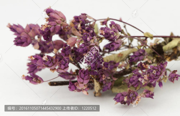 干牛至調(diào)味
