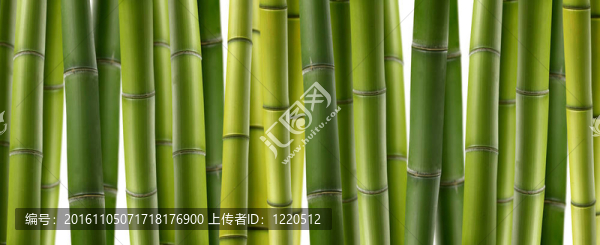 禪竹