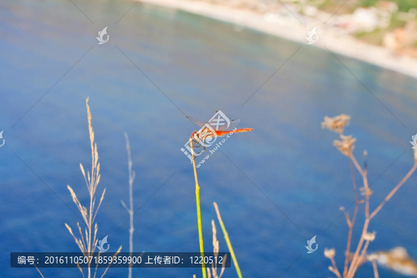 蜻蜓