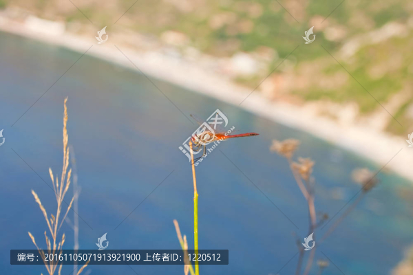 蜻蜓