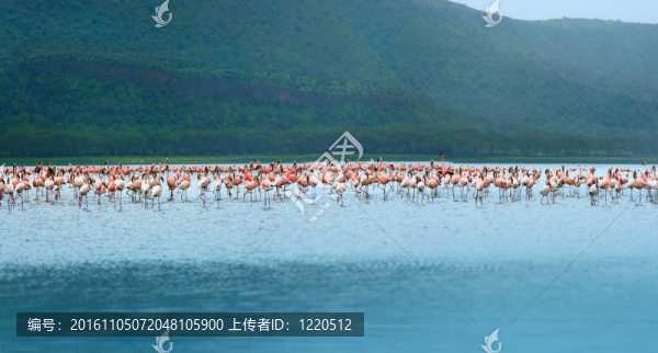 成群的火烈鳥