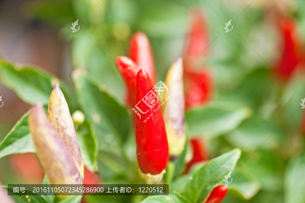 紅色的花