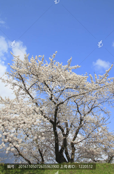 櫻花和藍(lán)天