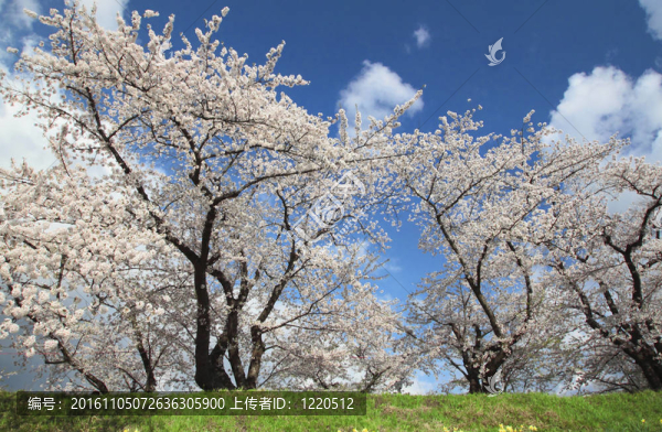 櫻花和藍(lán)天