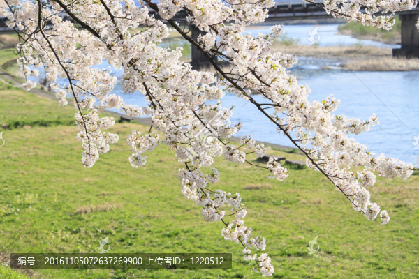 櫻花和藍(lán)天