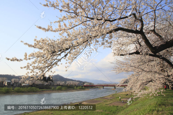 櫻花和藍(lán)天
