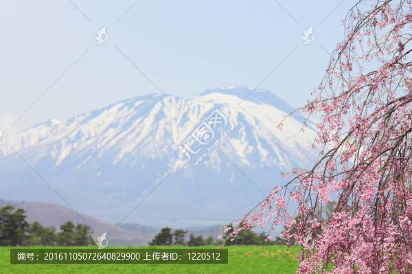 巖手山櫻花