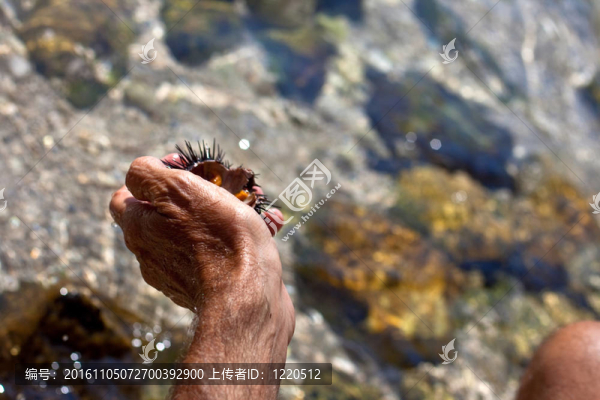 海？？海膽