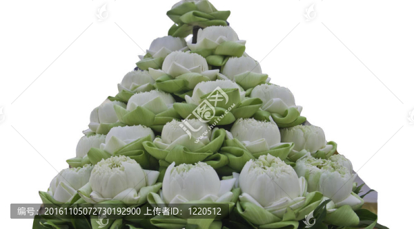 蓮花
