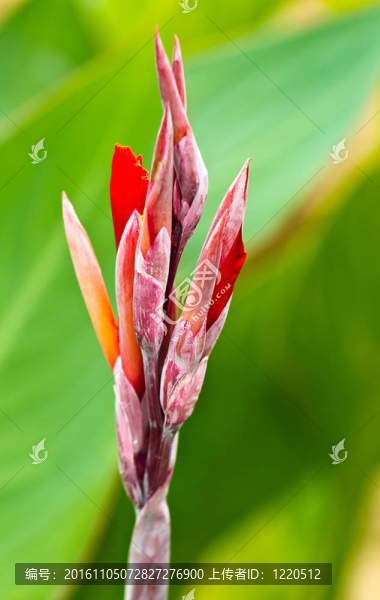 紅色的美人蕉花