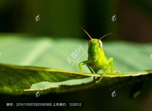 小蚱蜢II