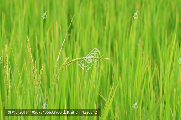 稻田