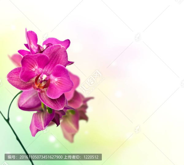蘭花