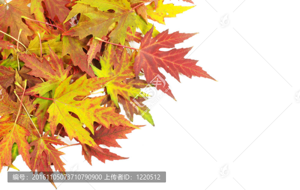 秋天的落葉