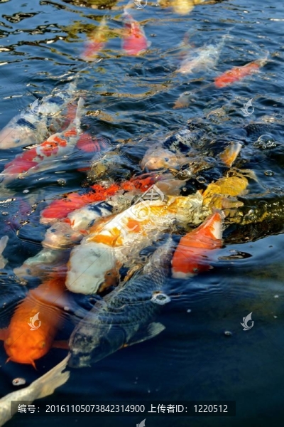 豐富多彩的觀賞錦鯉魚在PON