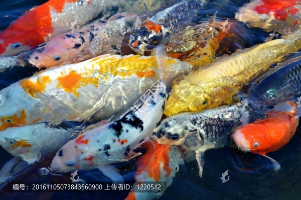 錦鯉魚