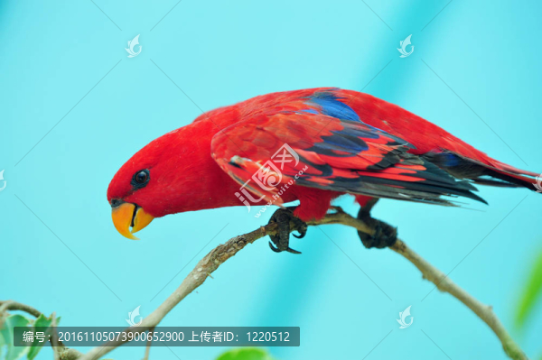 圣經(jīng)動物園