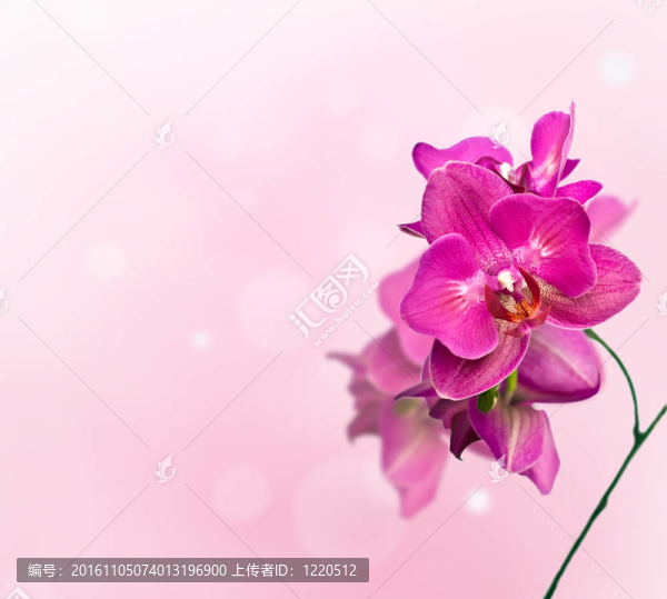 蘭花