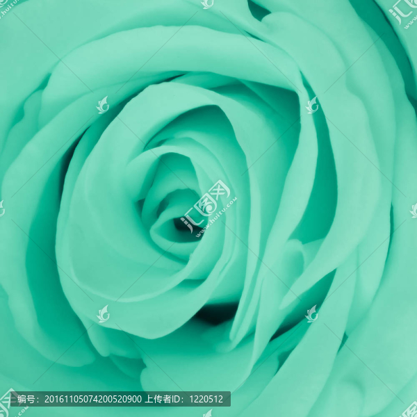 綠薔薇特寫