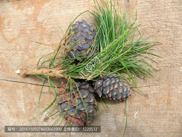 Pinus,sibirica錐