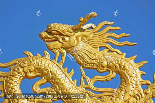 黃金龍