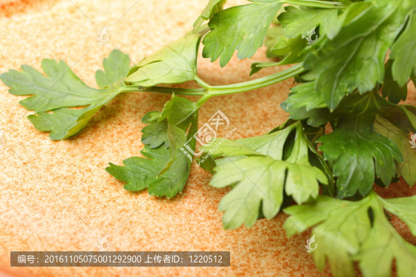 香菜背景枝條