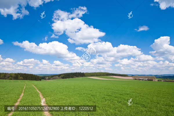 綠色的田野
