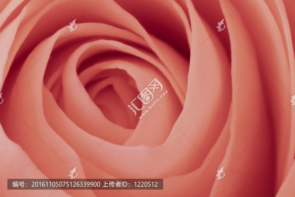 粉紅玫瑰的宏