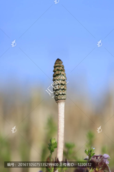 問荊