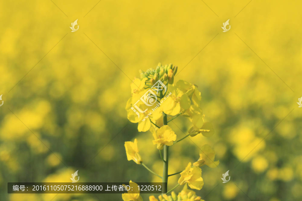 黃色的油菜花