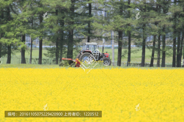 油菜田拖拉機(jī)