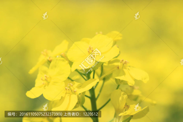 黃色的油菜花
