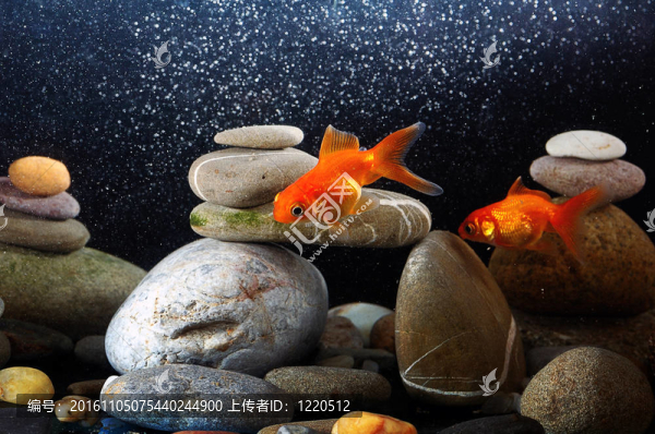 水族中的金魚(yú)